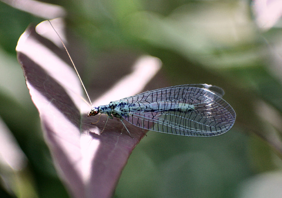 Trichocera ????- no Chrysopa perla, maschio